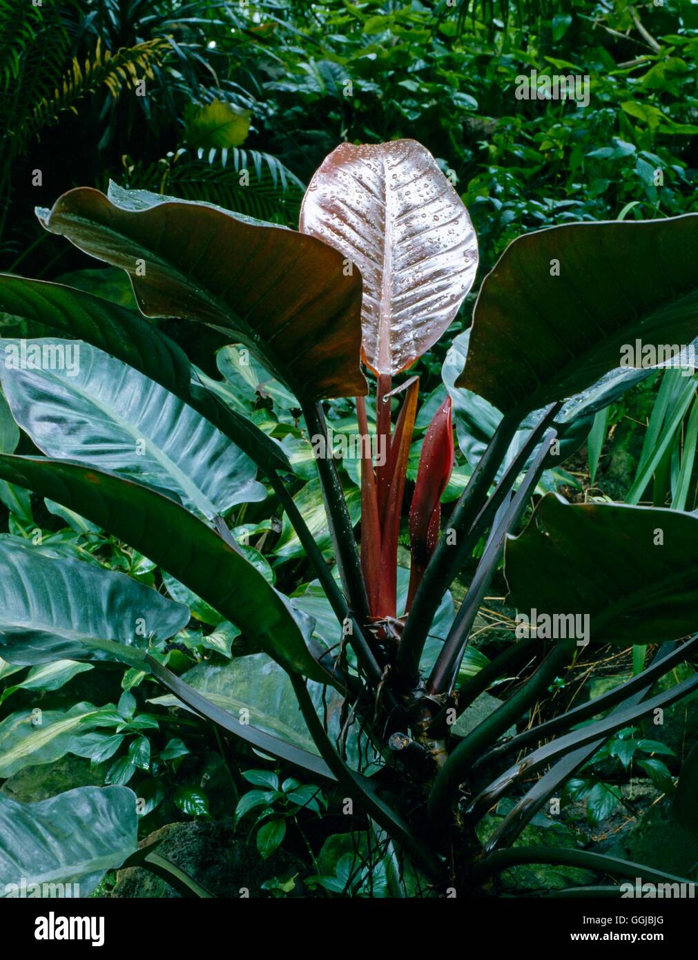 Philodendron erubescens - `Imperial Red'   HPS047046 Stock Photo